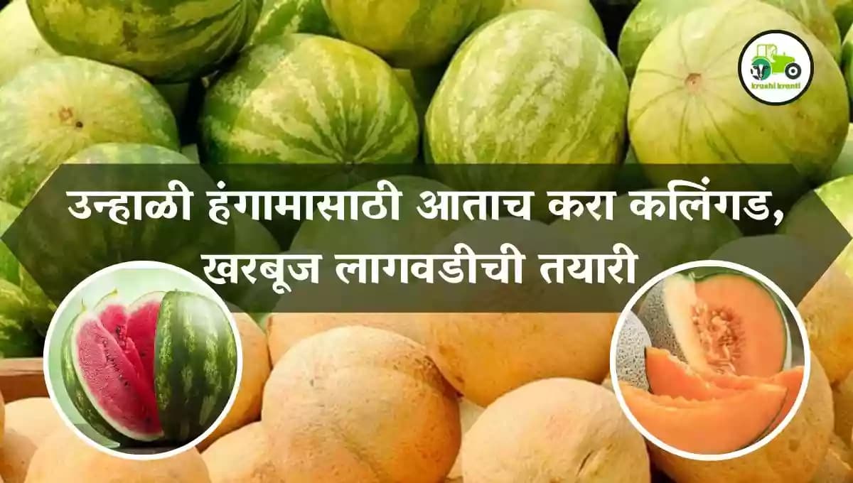 उन्हाळी हंगामासाठी आताच करा कलिंगड, खरबूज लागवडीची तयारी