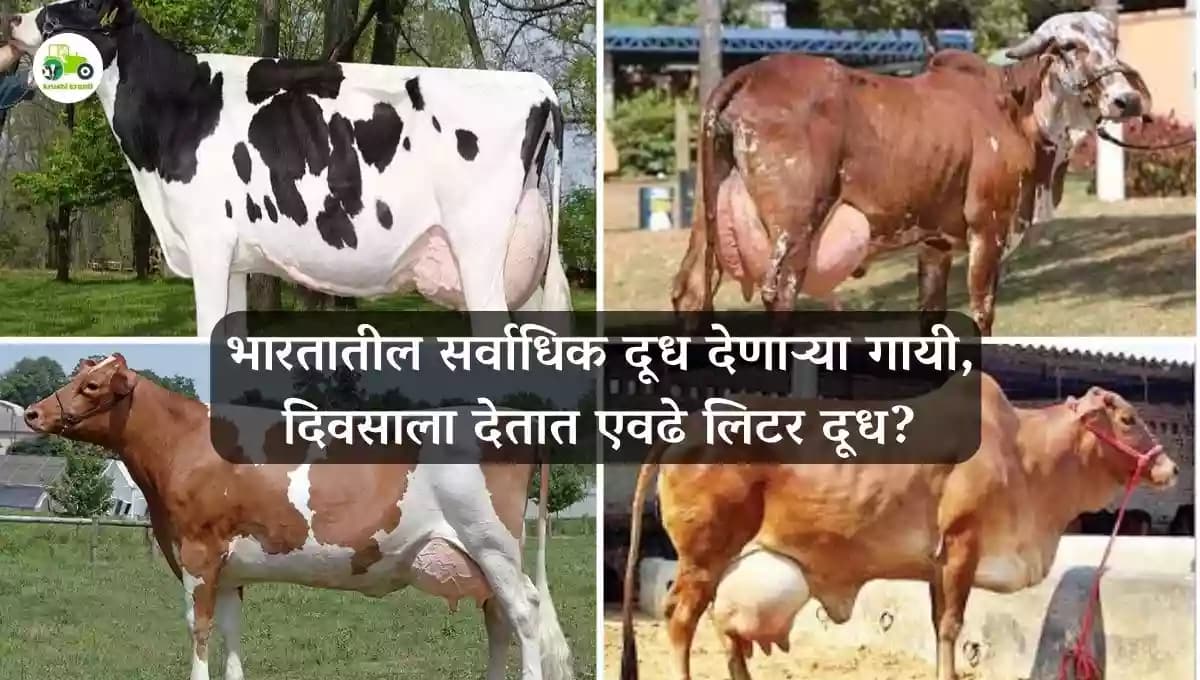 भारतातील सर्वाधिक दूध देणाऱ्या गायी, दिवसाला देतात एवढे लिटर दूध?