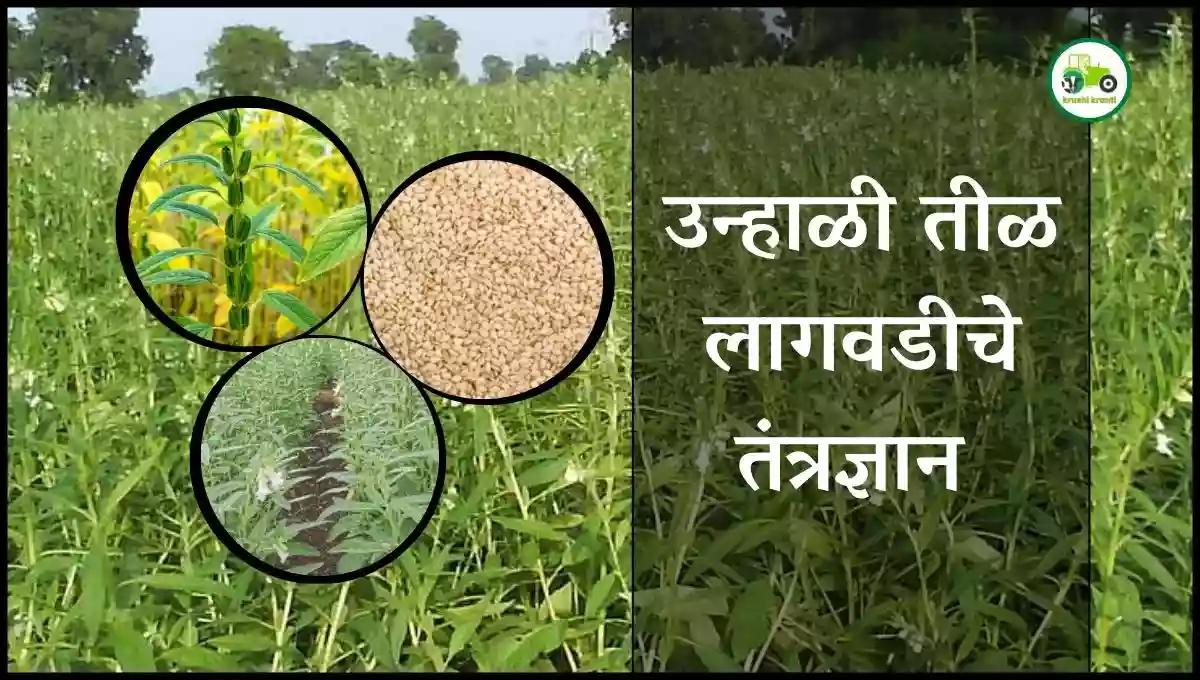 उन्हाळी तीळ लागवडीचे तंत्रज्ञान 