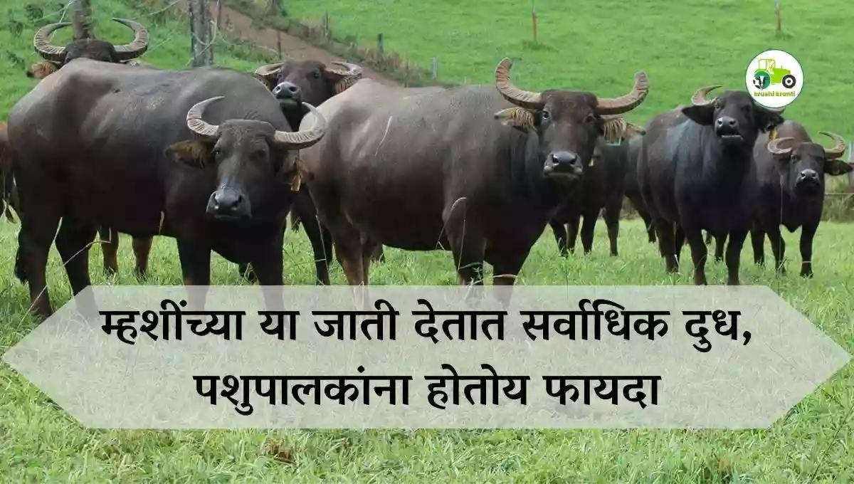 म्हशींच्या या जाती देतात सर्वाधिक दुध, पशुपालकांना होतोय फायदा