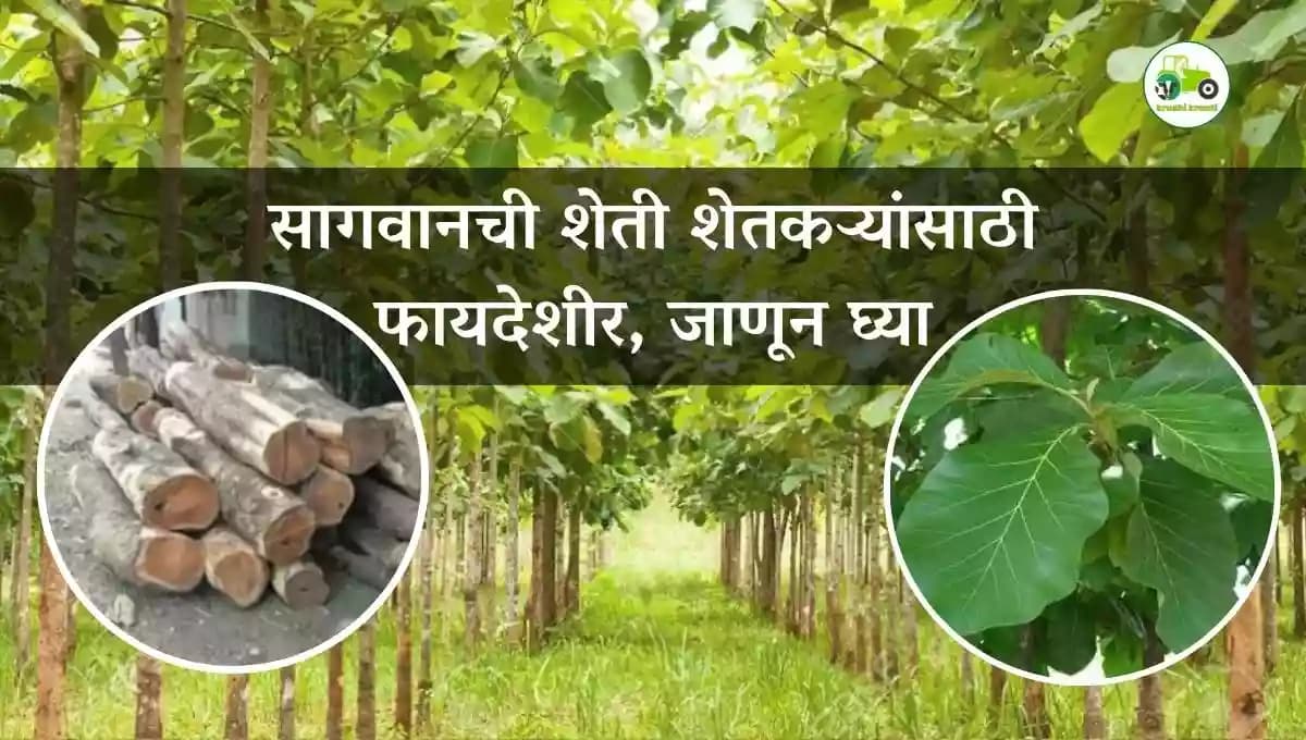 सागवानची शेती शेतकऱ्यांसाठी फायदेशीर, जाणून घ्या