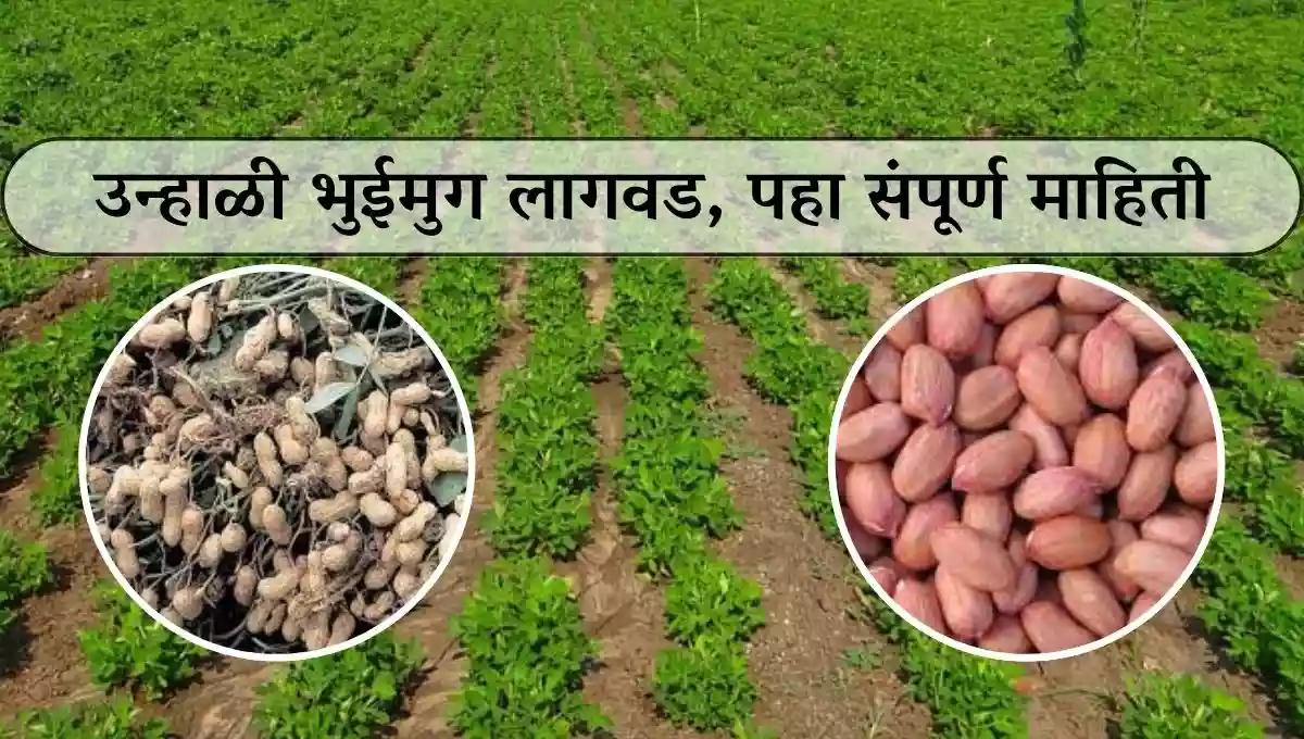 उन्हाळी भुईमुग लागवड, पहा संपूर्ण माहिती
