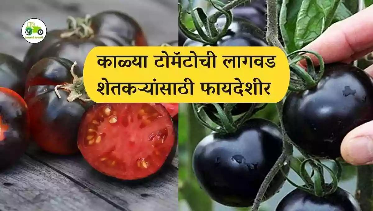 काळ्या टोमॅटोची लागवड, शेतकऱ्यांसाठी फायदेशीर 