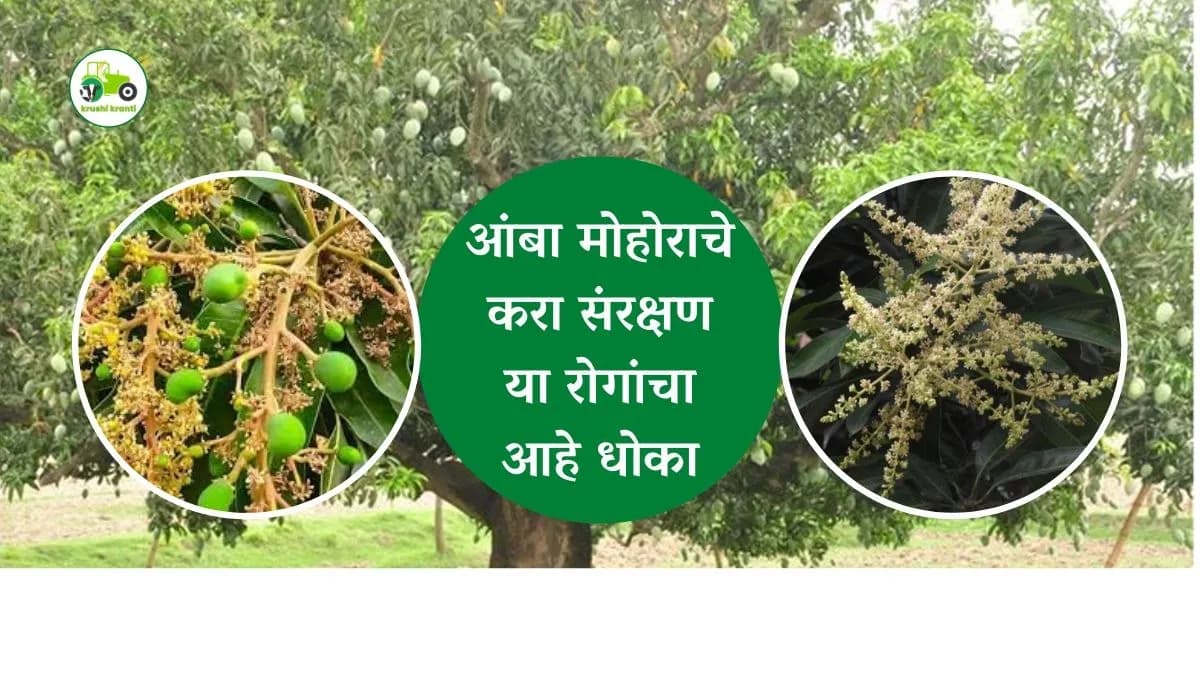 आंबा मोहोराचे करा संरक्षण, या रोगांचा आहे धोका 