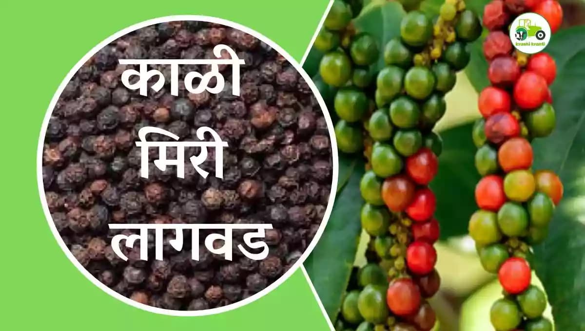 काळी मिरी लागवड