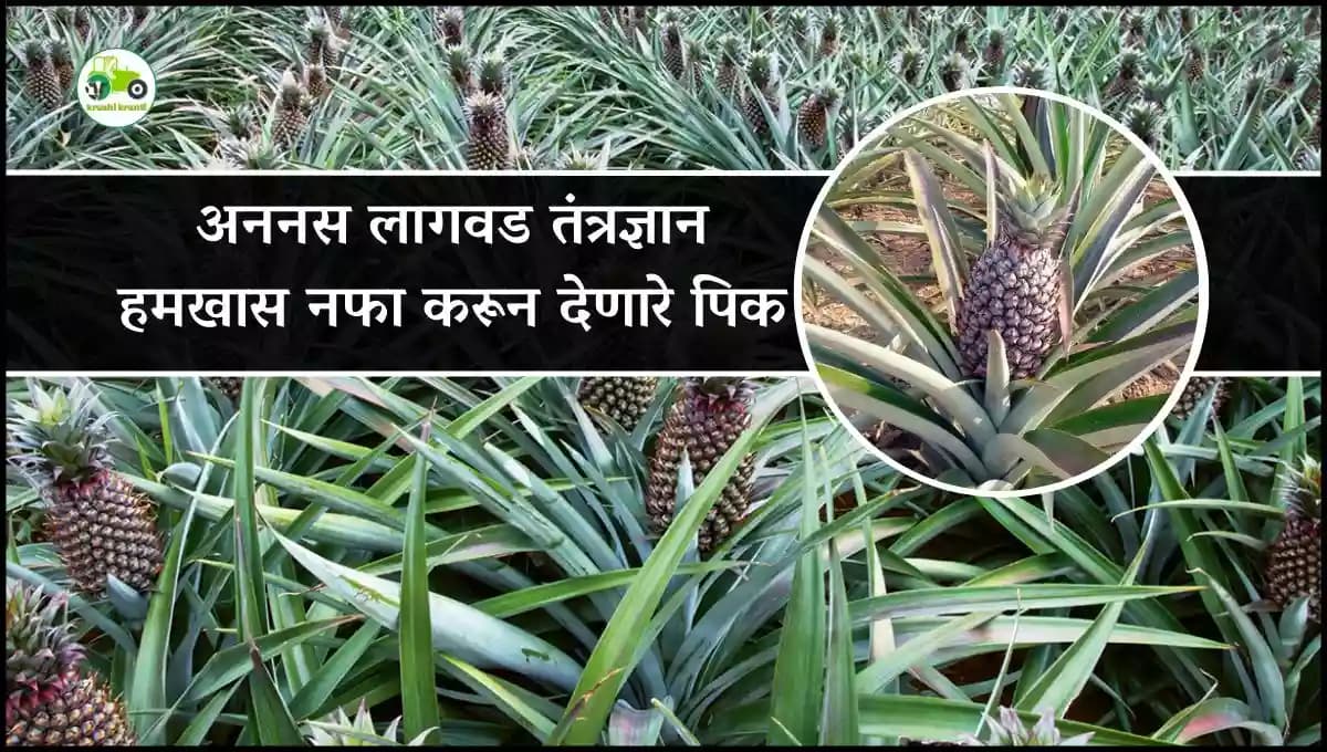 अननस लागवड तंत्रज्ञान हमखास नफा करून देणारे पिक
