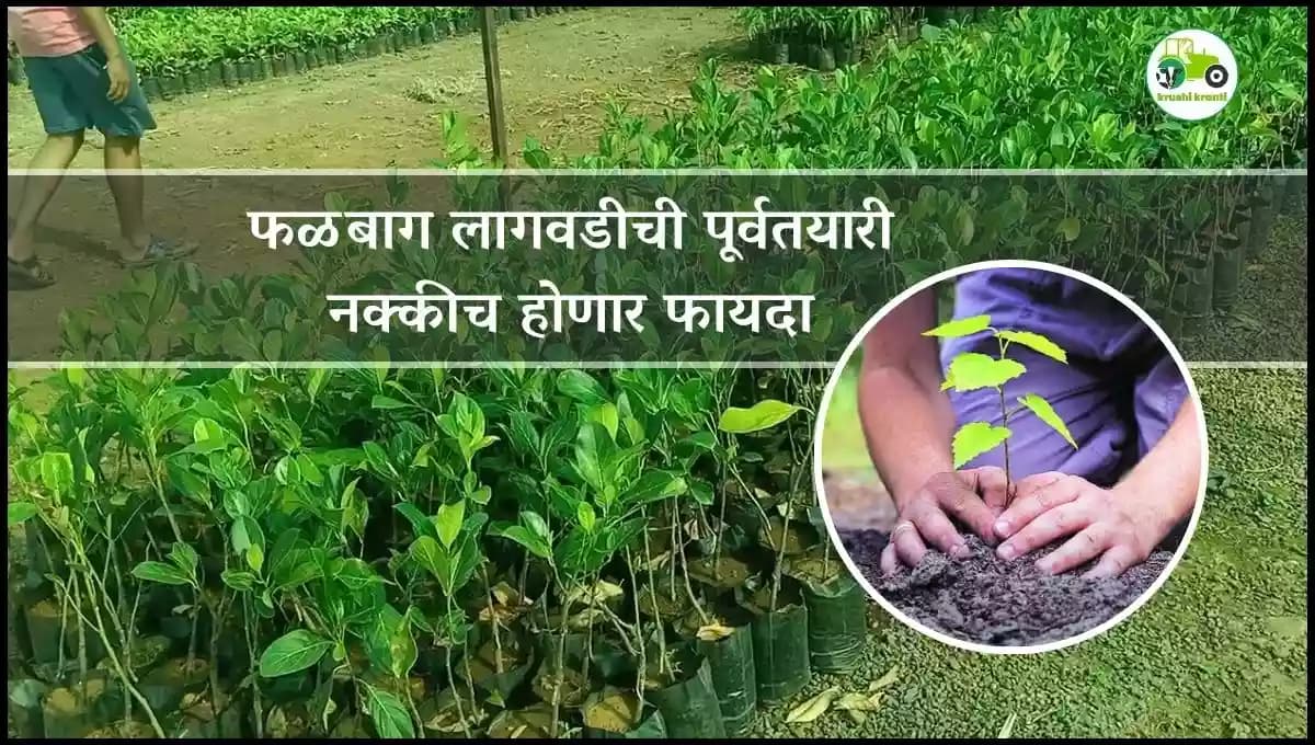 फळबाग लागवडीची पूर्वतयारी नक्कीच होणार फायदा