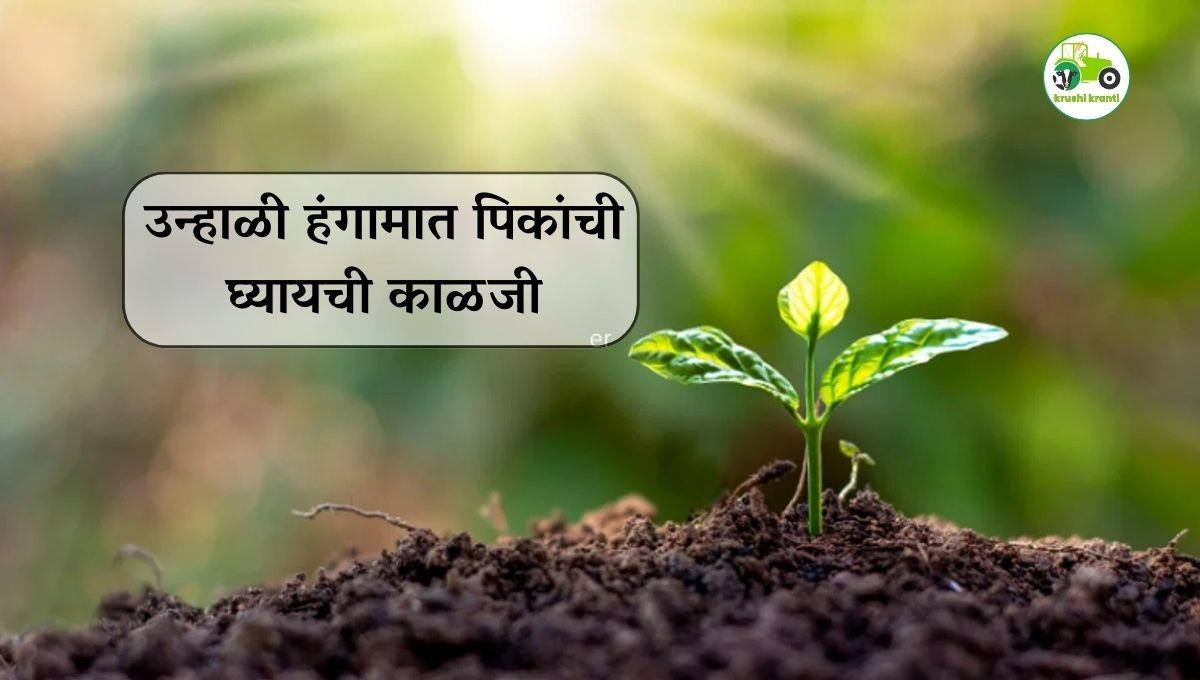 उन्हाळी हंगामात पिकांची घ्यायची काळजी