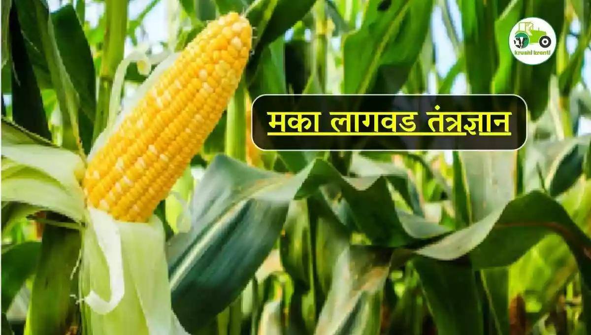 मका लागवड तंत्रज्ञान