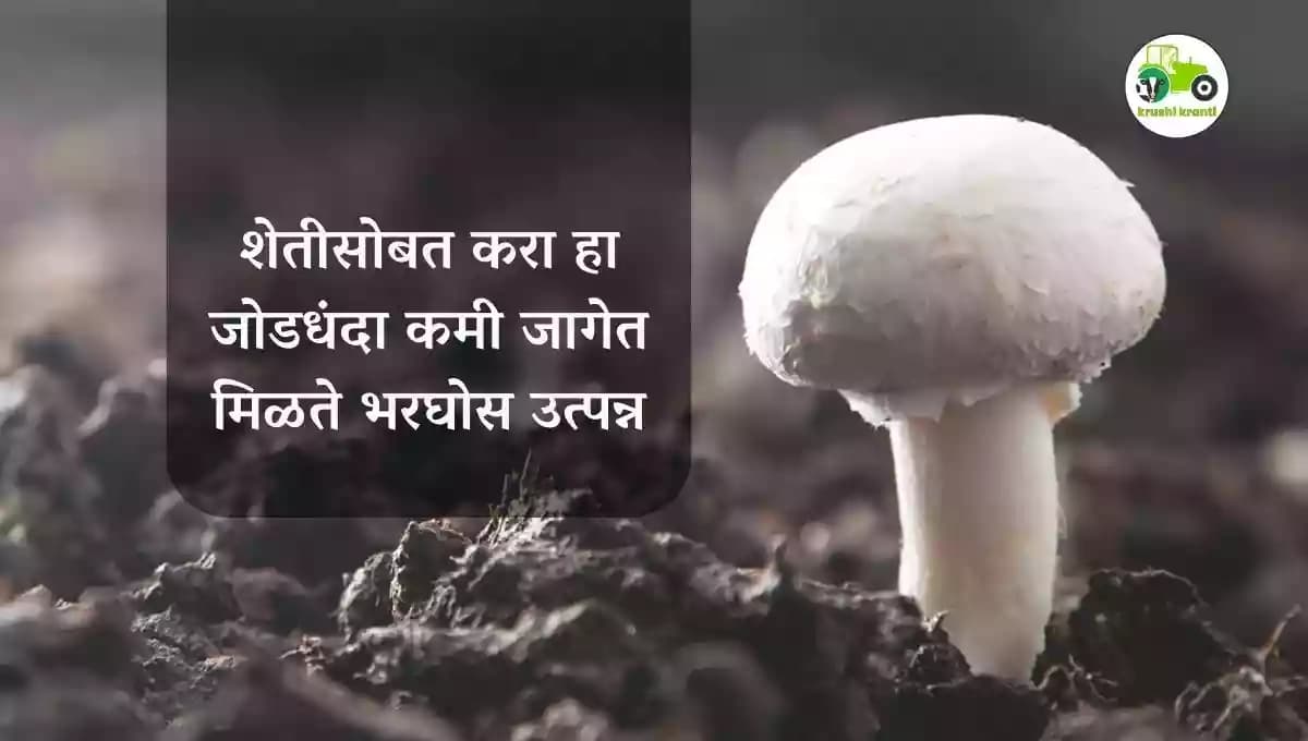 शेतीसोबत करा हा जोडधंदा कमी जागेत मिळते भरघोस उत्पन्न