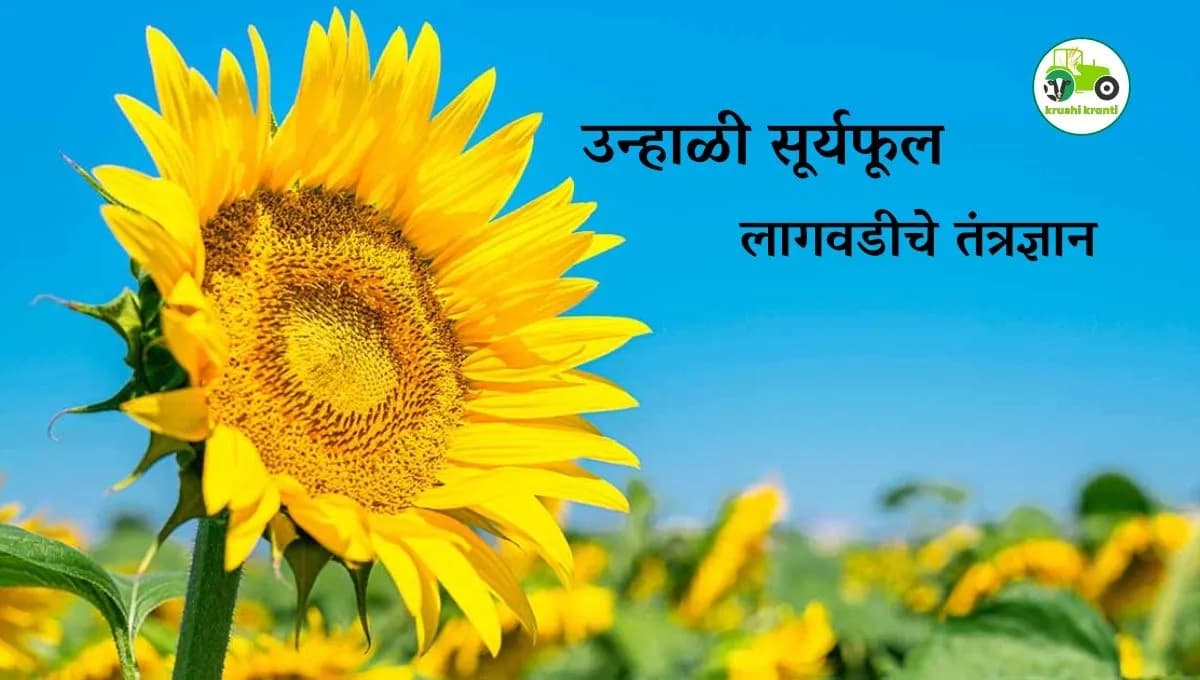 उन्हाळी सूर्यफूल लागवडीचे तंत्रज्ञान