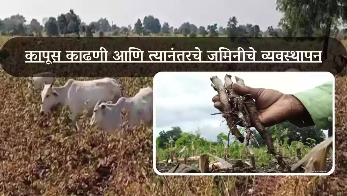 कापूस काढणी आणि त्यानंतरचे जमिनीचे व्यवस्थापन