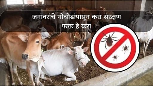 जनावरांचे गोचीडांपासून करा संरक्षण फक्त हे करा