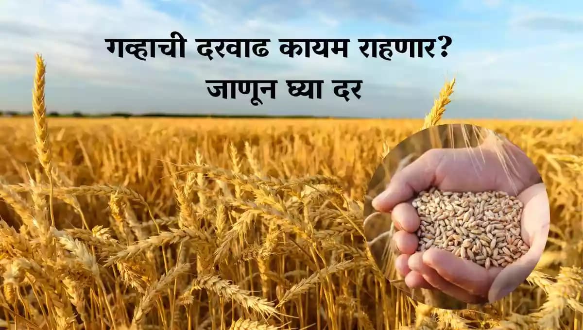 गव्हाची दरवाढ कायम राहणार? जाणून घ्या दर