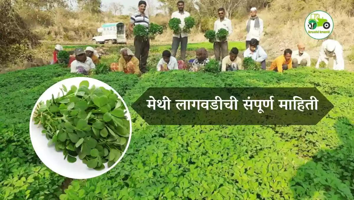 मेथी लागवडीची संपूर्ण माहिती