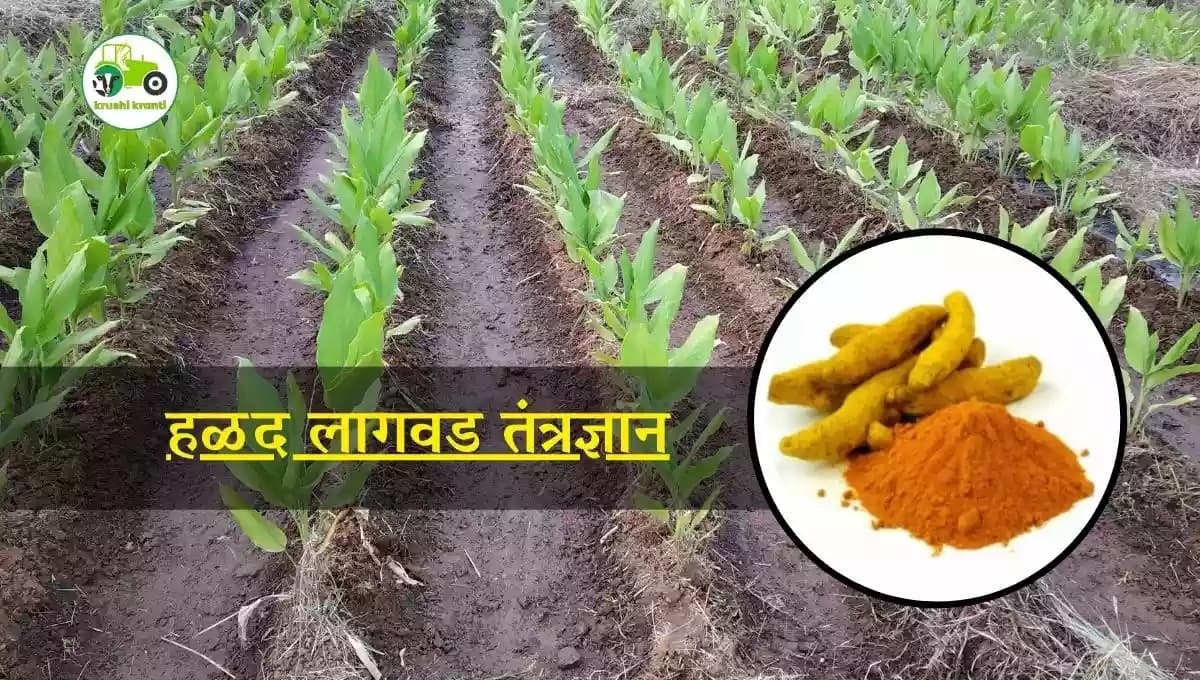 हळद लागवड तंत्रज्ञान
