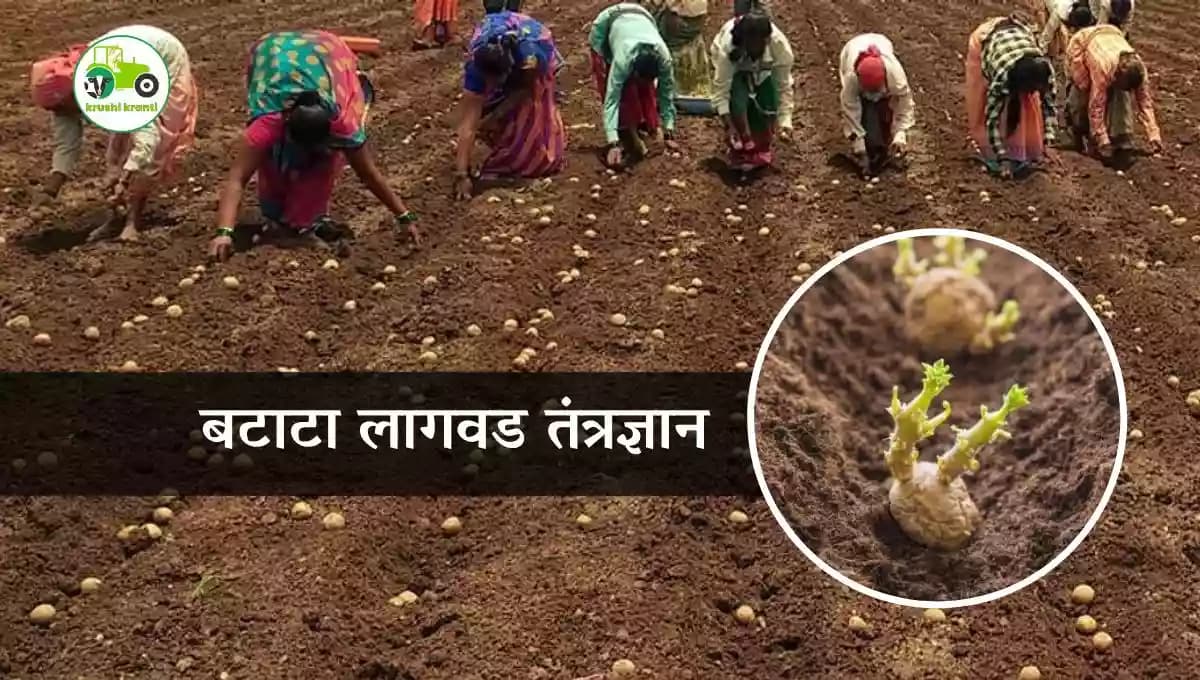बटाटा लागवड तंत्रज्ञान