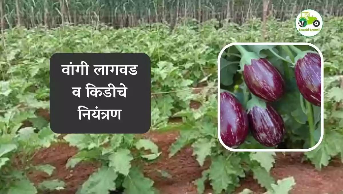 वांगी लागवड व किडीचे नियंत्रण