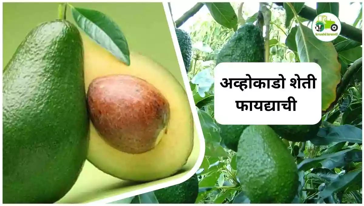 अव्होकाडो शेती फायद्याची 