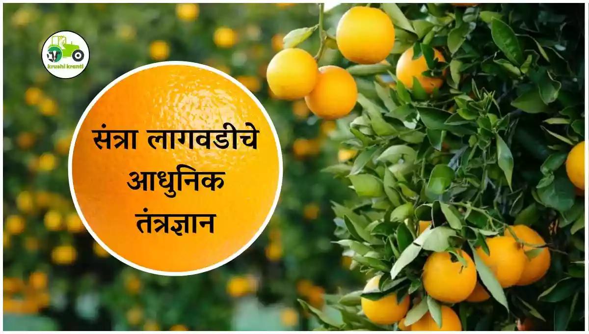 संत्रा लागवडीचे आधुनिक तंत्रज्ञान
