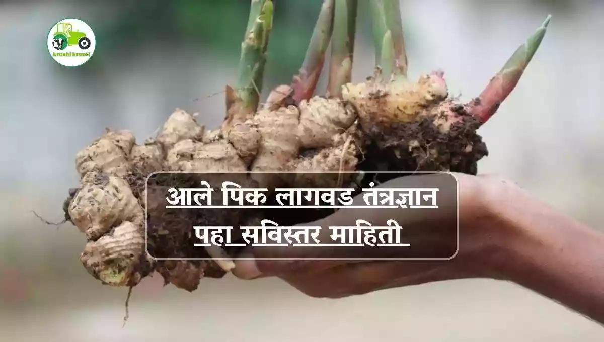 आले पिक लागवड तंत्रज्ञान पहा सविस्तर माहिती 