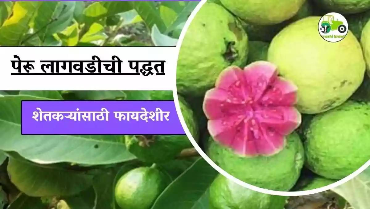पेरू लागवडीची पद्धत शेतकऱ्यांसाठी फायदेशीर
