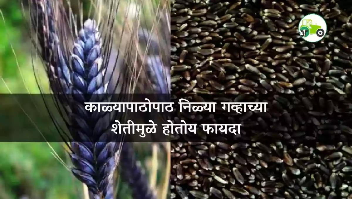 काळ्यापाठोपाठ निळ्या गव्हाच्या शेतीमुळे होतोय फायदा