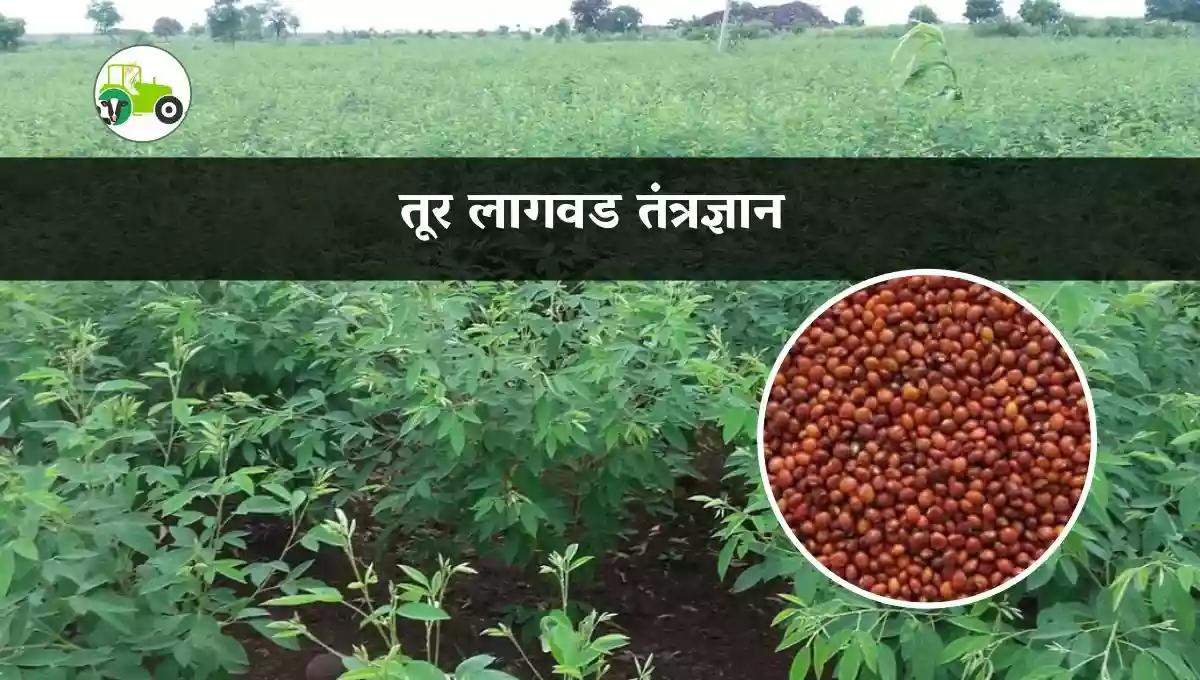 तूर लागवड तंत्रज्ञान