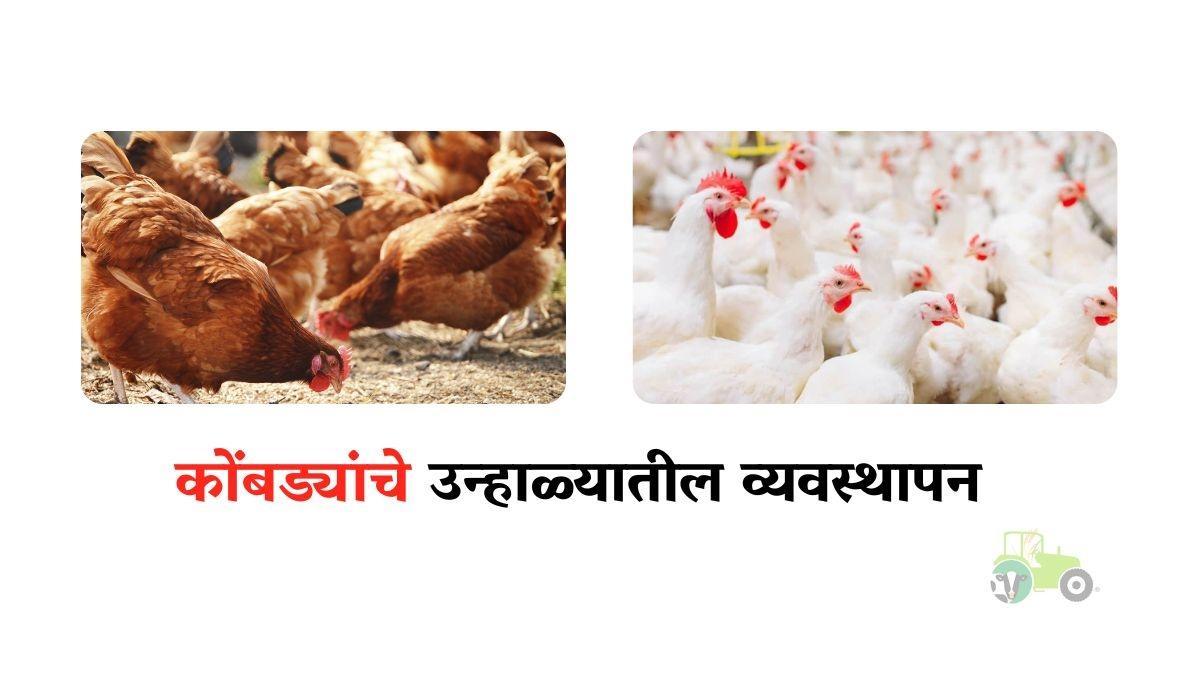 कोंबड्यांचे उन्हाळ्यातील व्यवस्थापन