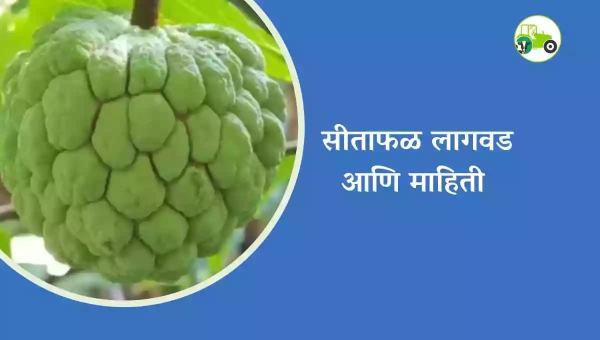सीताफळ लागवड आणि माहिती 