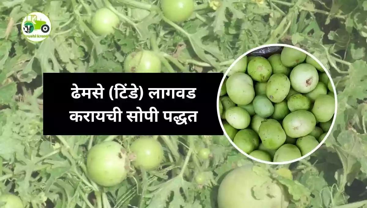 ढेमसे (टिंडे) लागवड करायची सोपी पद्धत