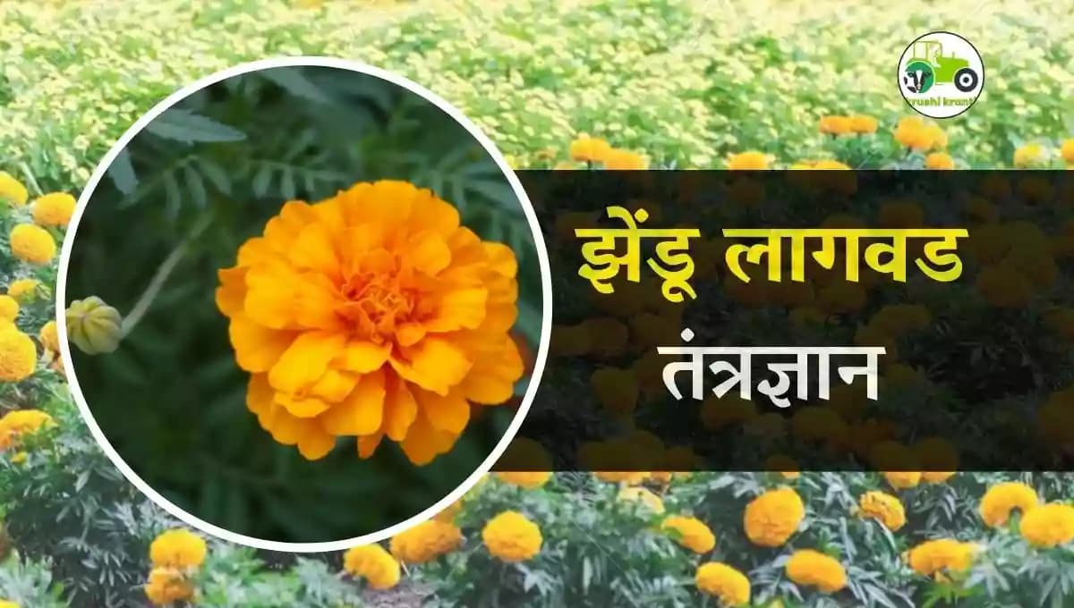 झेंडू लागवड तंत्रज्ञान