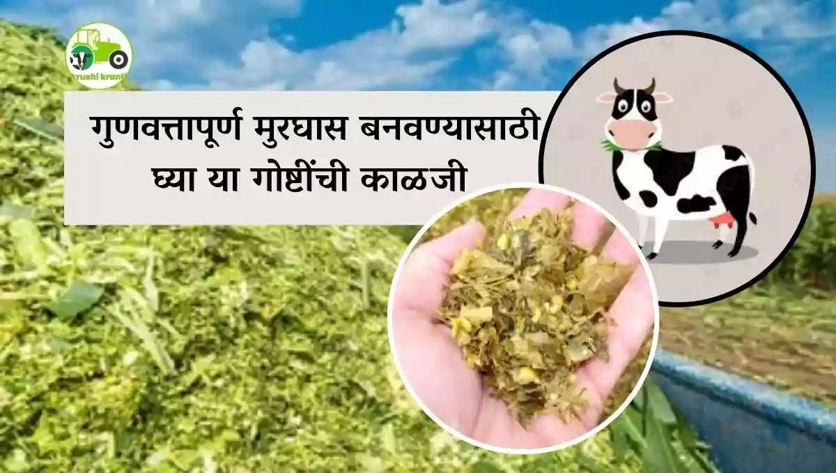 गुणवत्तापूर्ण मुरघास बनवण्यासाठी घ्या या गोष्टींची काळजी 
