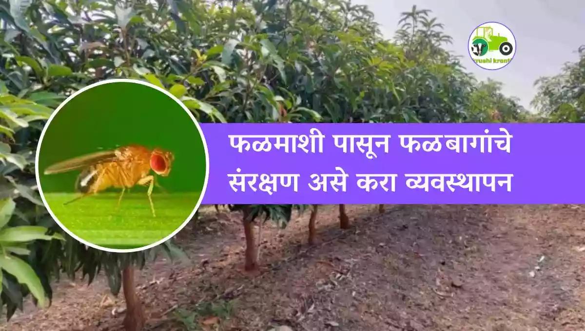 फळमाशी पासून फळबागांचे संरक्षण असे करा व्यवस्थापन