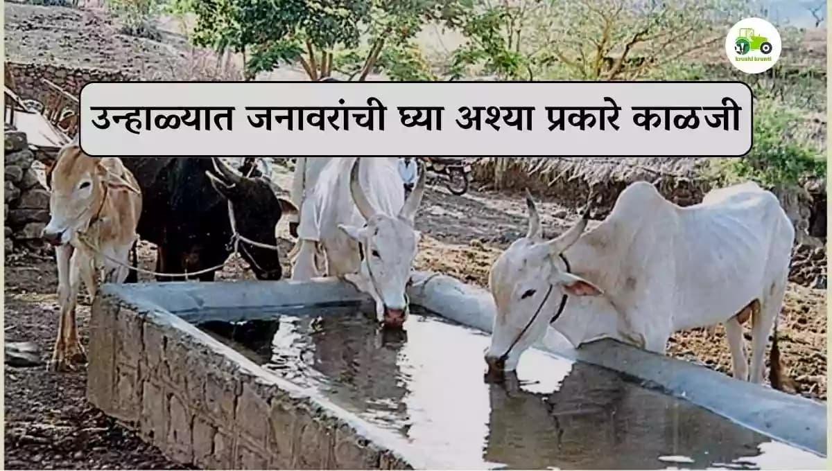 उन्हाळ्यात जनावरांची घ्या अश्या प्रकारे काळजी 