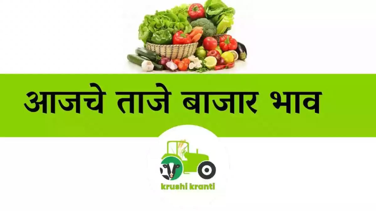 आजचे ताजे बाजारभाव 