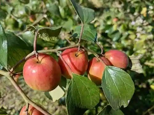 ६ महिन्यात येणारे कश्मिरी अँपल बोर रोपे उपलब्ध 