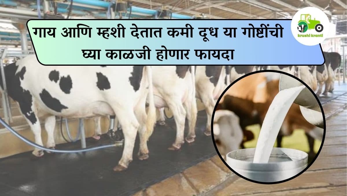 गाय आणि म्हशी देतात कमी दूध या गोष्टींची घ्या काळजी होणार फायदा