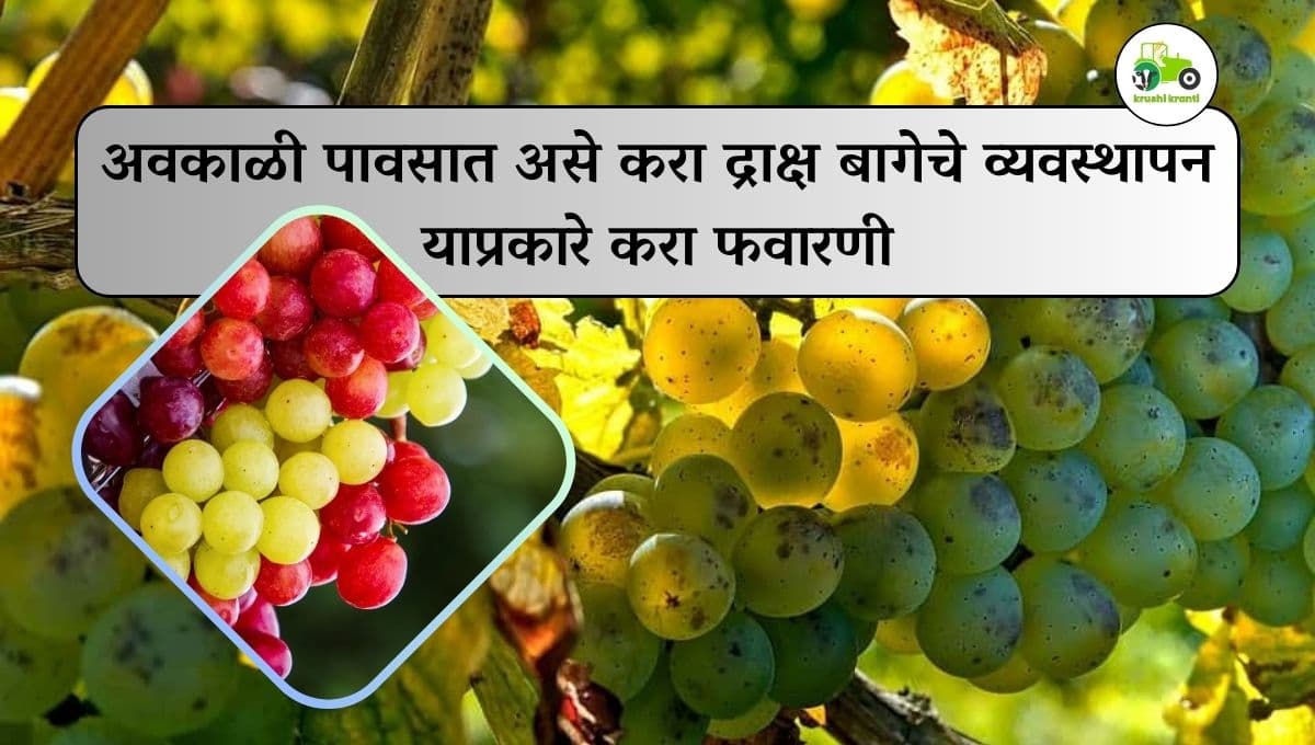 अवकाळी पावसात असे करा द्राक्ष बागेचे व्यवस्थापन याप्रकारे करा फवारणी