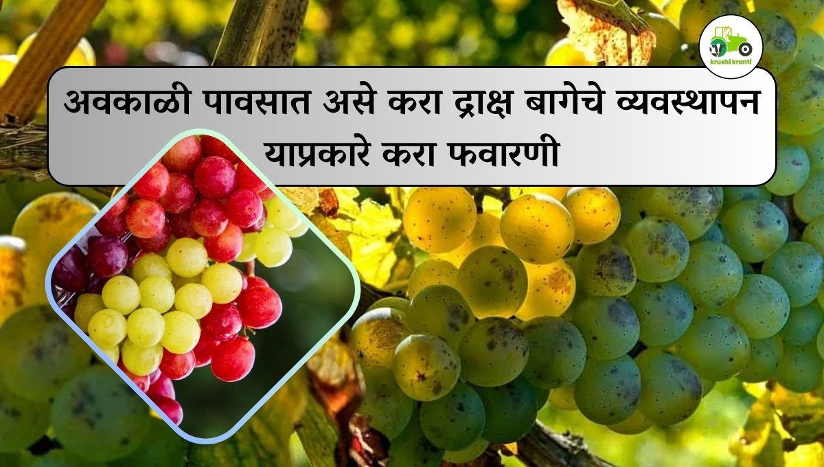 अवकाळी पावसात असे करा द्राक्ष बागेचे व्यवस्थापन याप्रकारे करा फवारणी