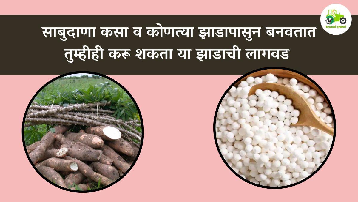 साबुदाणा कसा व कोणत्या झाडापासुन बनवतात, जाणून घ्या सविस्तर 