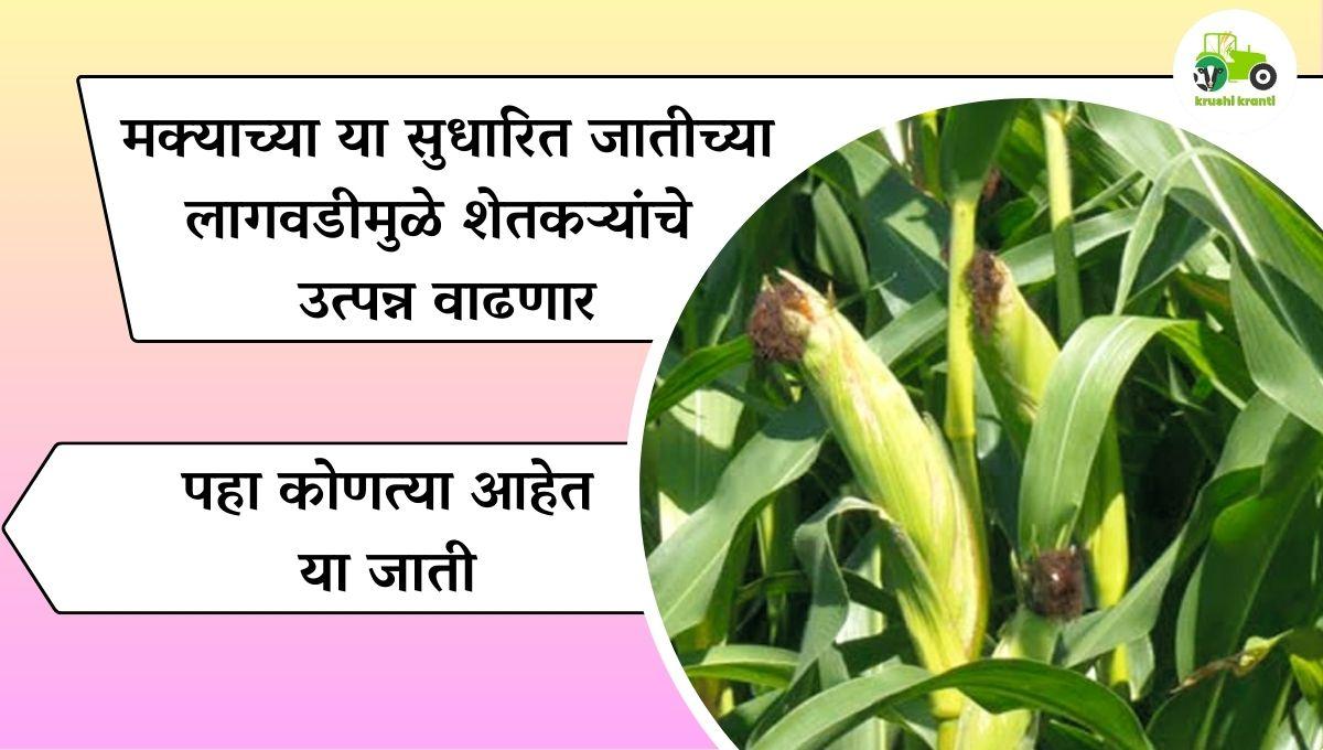 मक्याच्या 10 सुधारित जाती, ज्या लागवडीमुळे शेतकऱ्यांचं वाढेल उत्पन्न