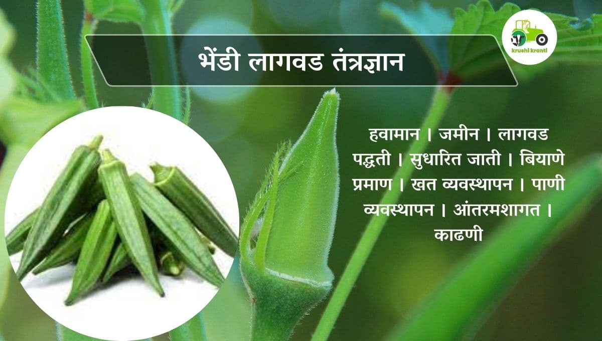 भेंडी लागवड तंत्रज्ञान 