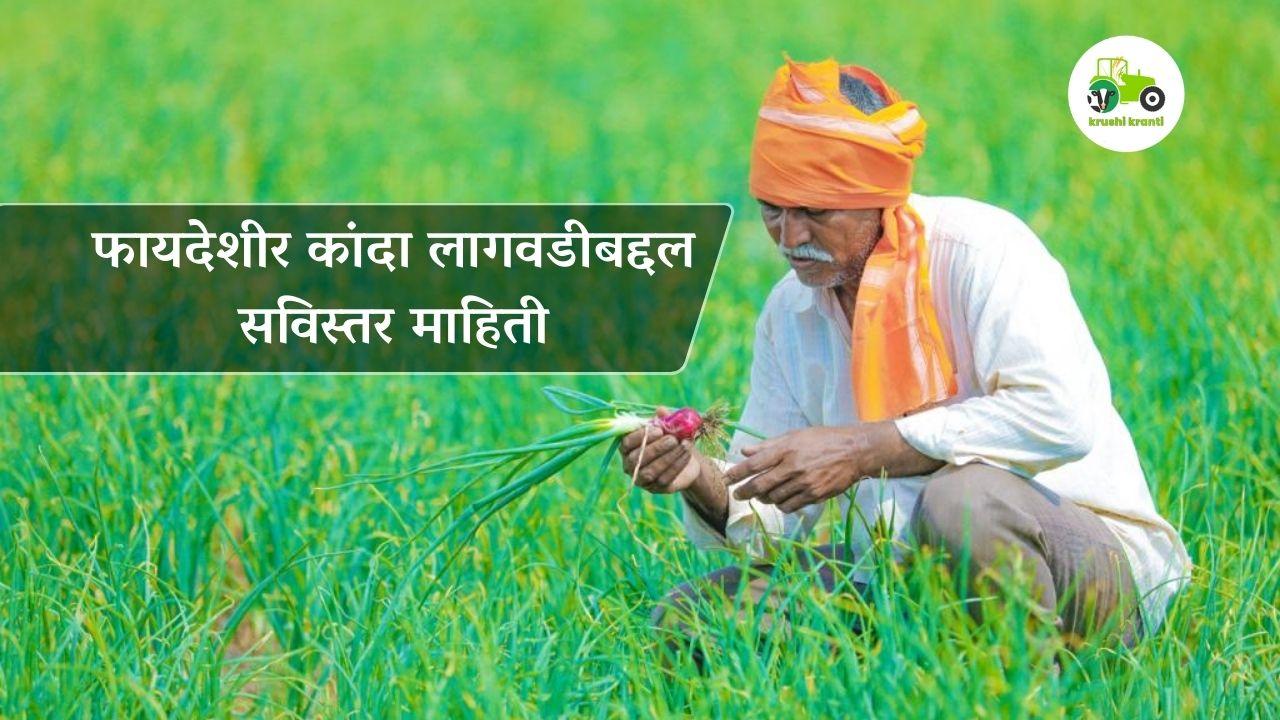 फायदेशीर कांदा लागवडीबद्दल सविस्तर माहिती 