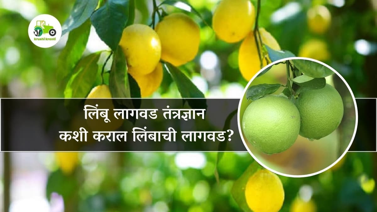 लिंबू लागवड तंत्रज्ञान, कशी कराल लिंबाची लागवड?