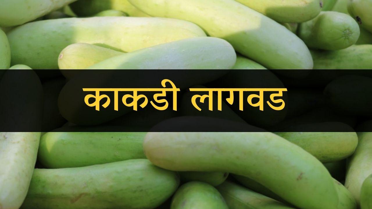 काकडी  लागवड