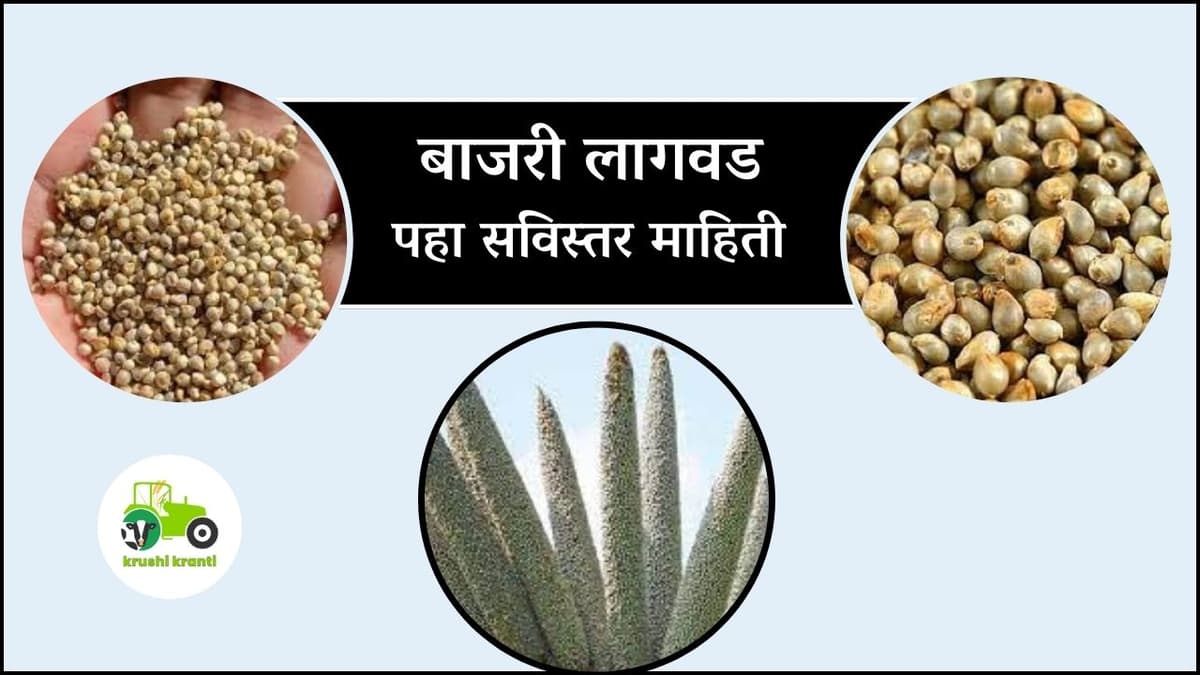 बाजरी लागवड सविस्तर माहिती 