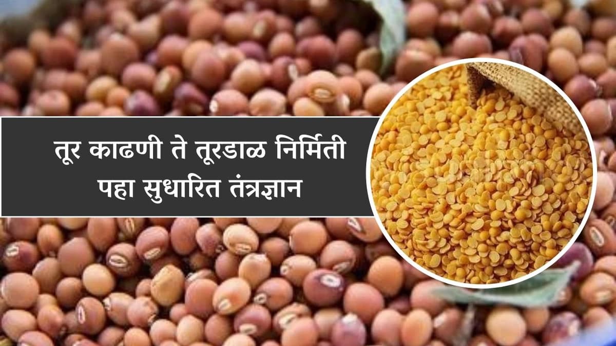 तूर काढणी ते तूरडाळ निर्मिती पहा सुधारित तंत्रज्ञान