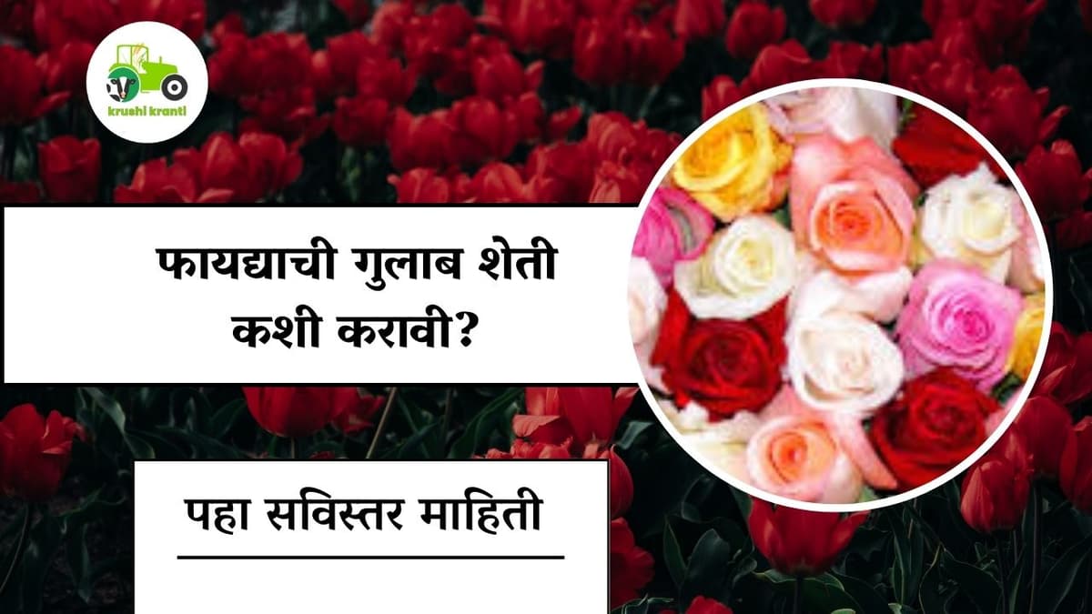 फायद्याची गुलाब शेती कशी करावी? पहा सविस्तर 