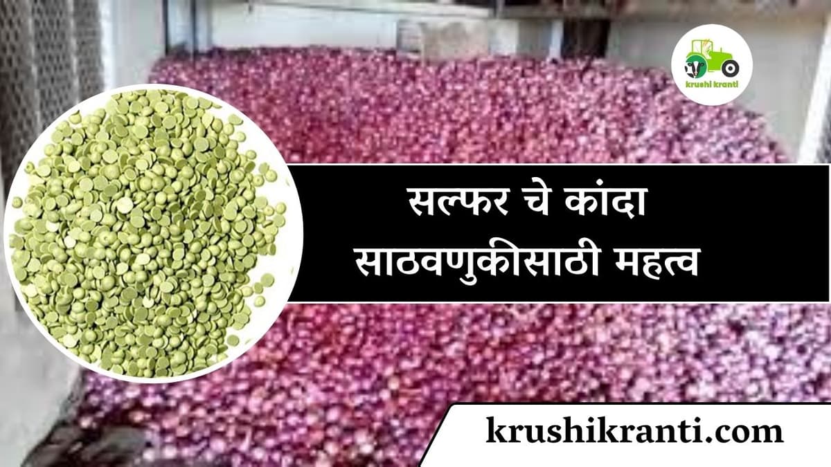 सल्फर चे कांदा साठवणुकीसाठी महत्व